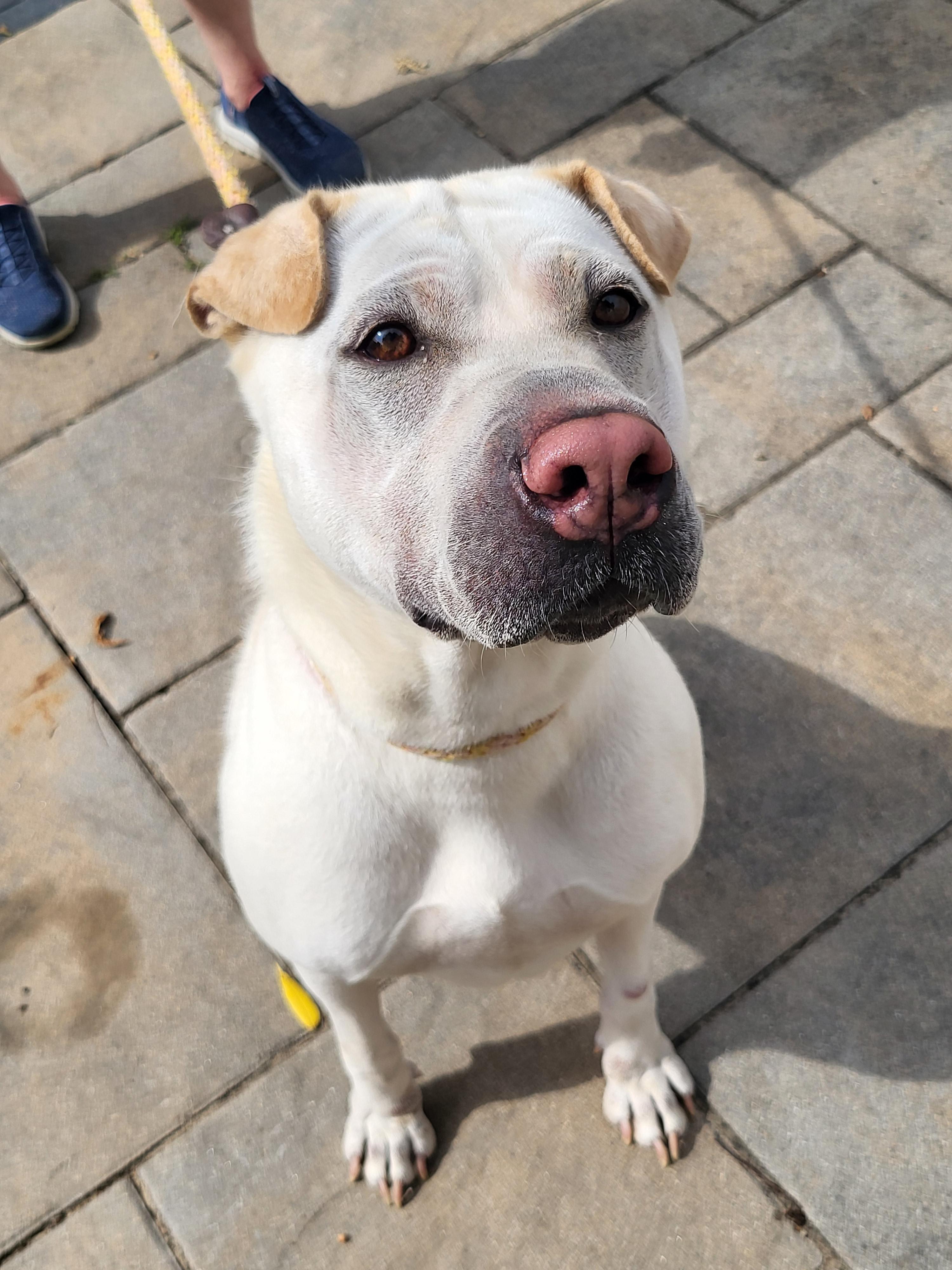 Enlarge Lola, a Adoptable Shar-Pei in Lancaster, PA image 4/4
