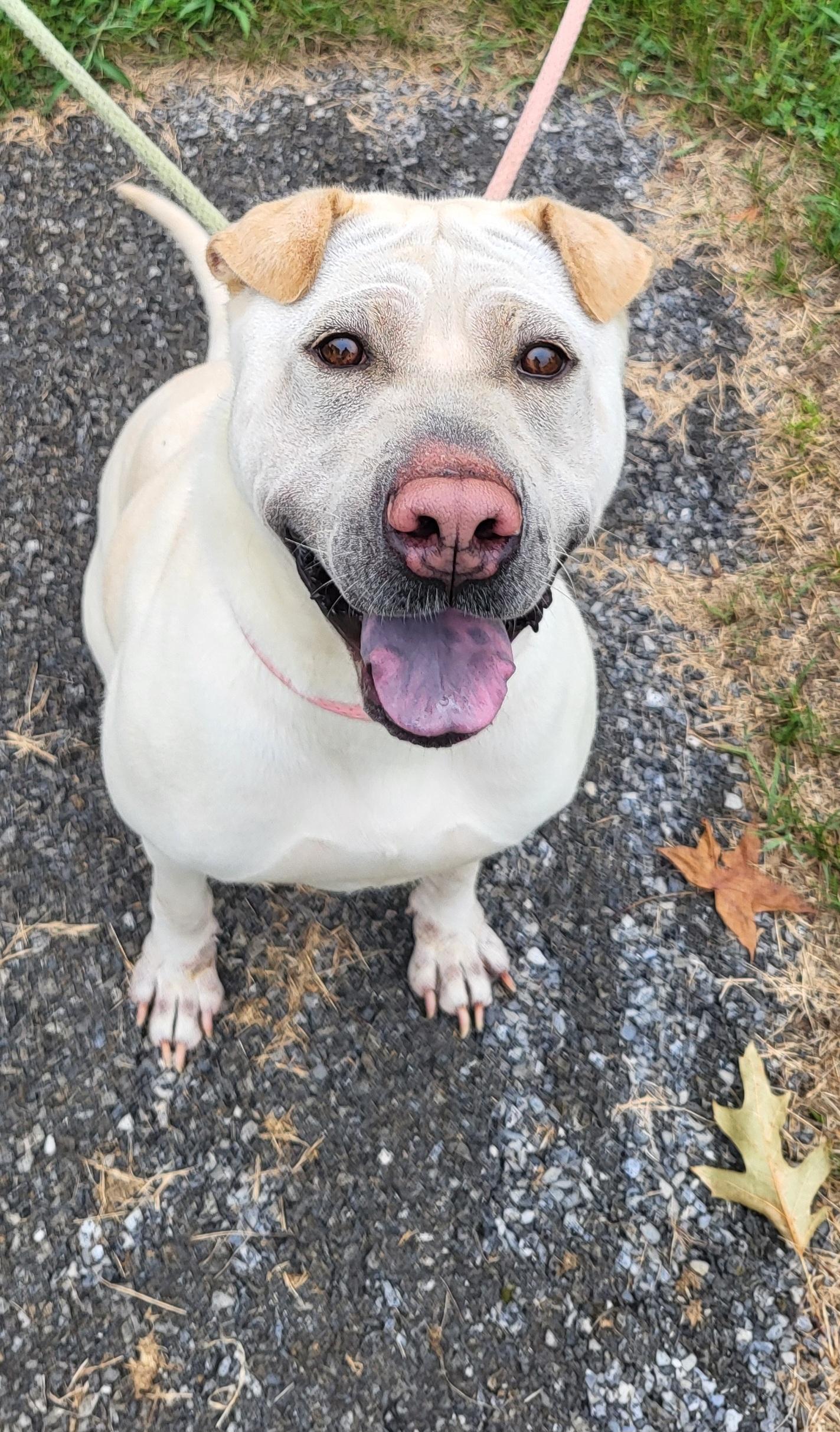 Enlarge Lola, a Adoptable Shar-Pei in Lancaster, PA image 2/2