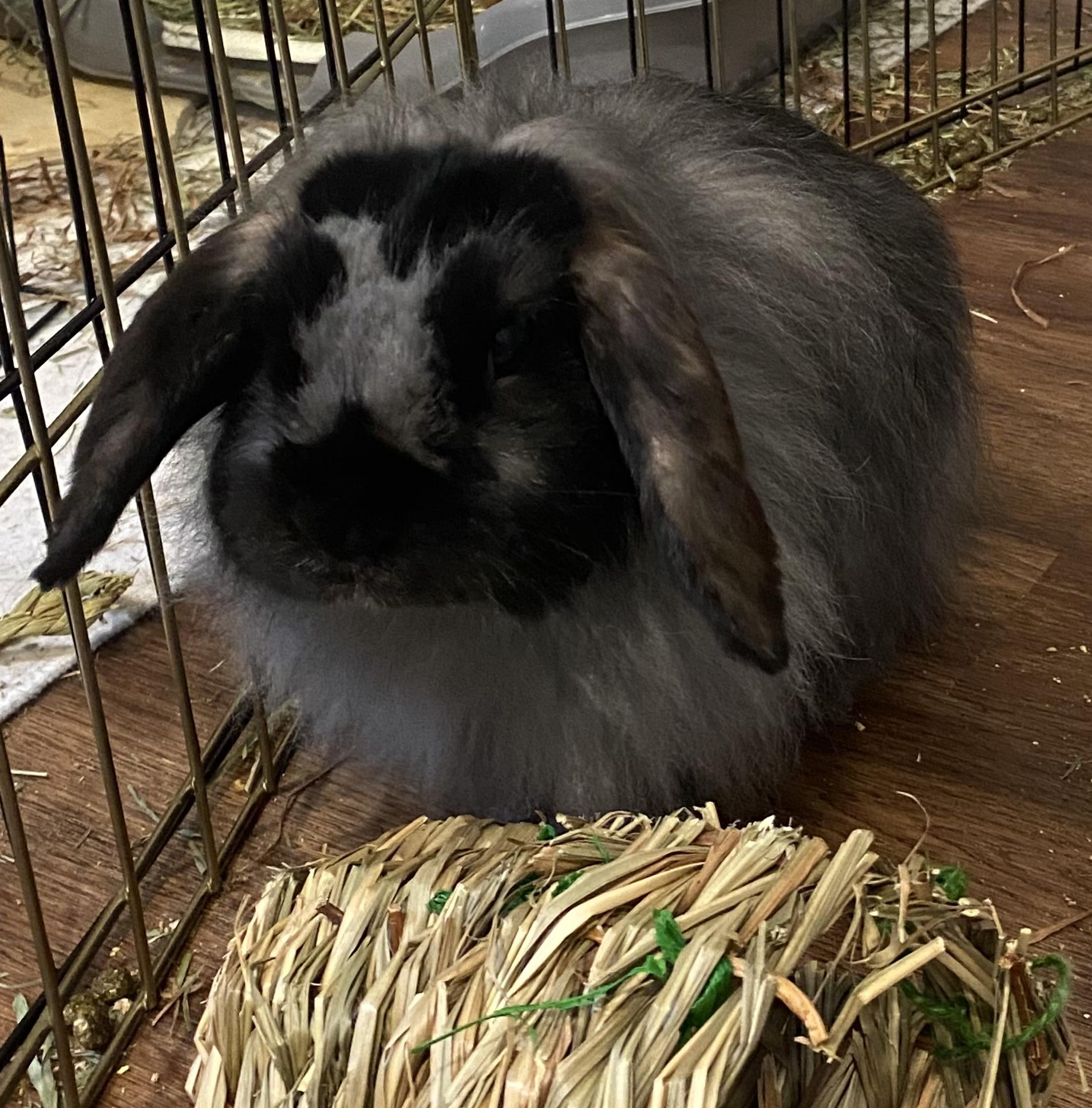 FlufferNutter, Adoptable, Adult Male American Fuzzy Lop.
