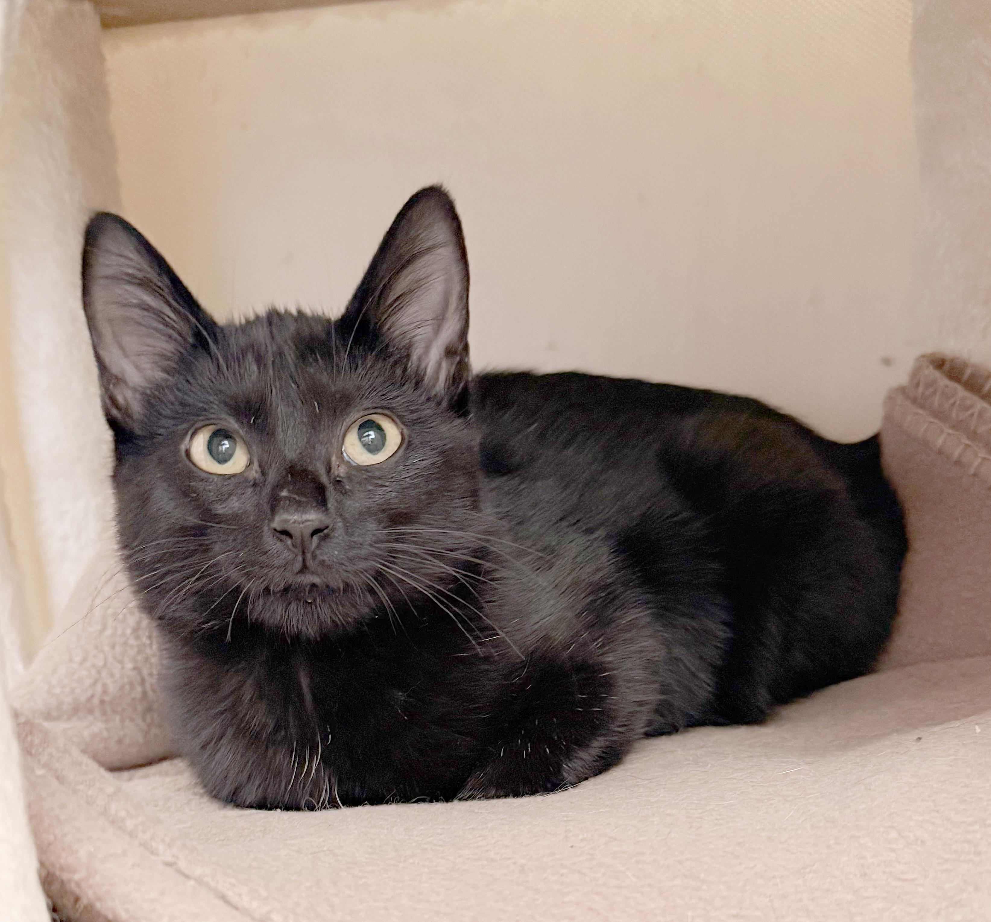 Jazz, Adoptable, Kitten Female Domestic Short Hair.