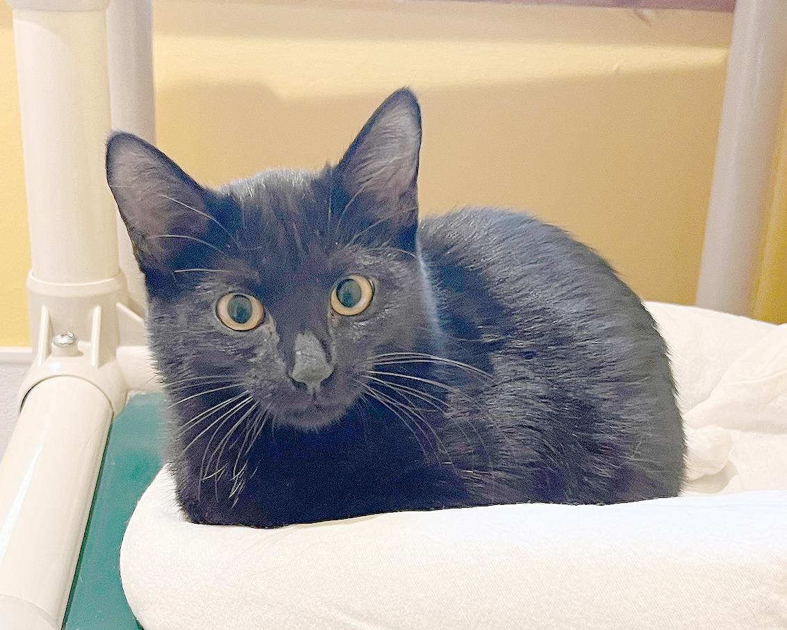 Enlarge Jazz, a Adoptable Domestic Short Hair in Parkville, MO image 4/6
