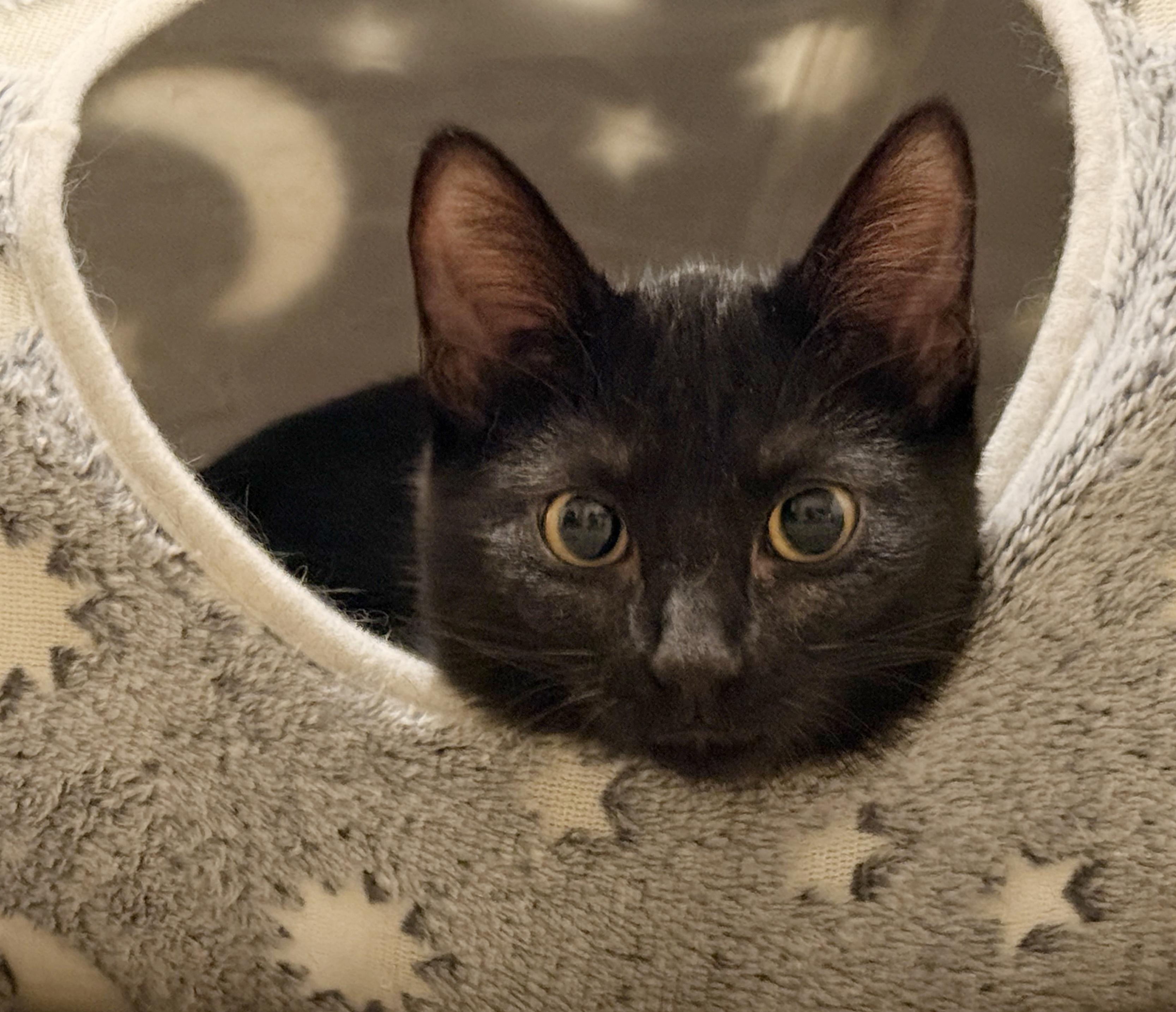 Jazz, Adoptable, Kitten Female Domestic Short Hair.