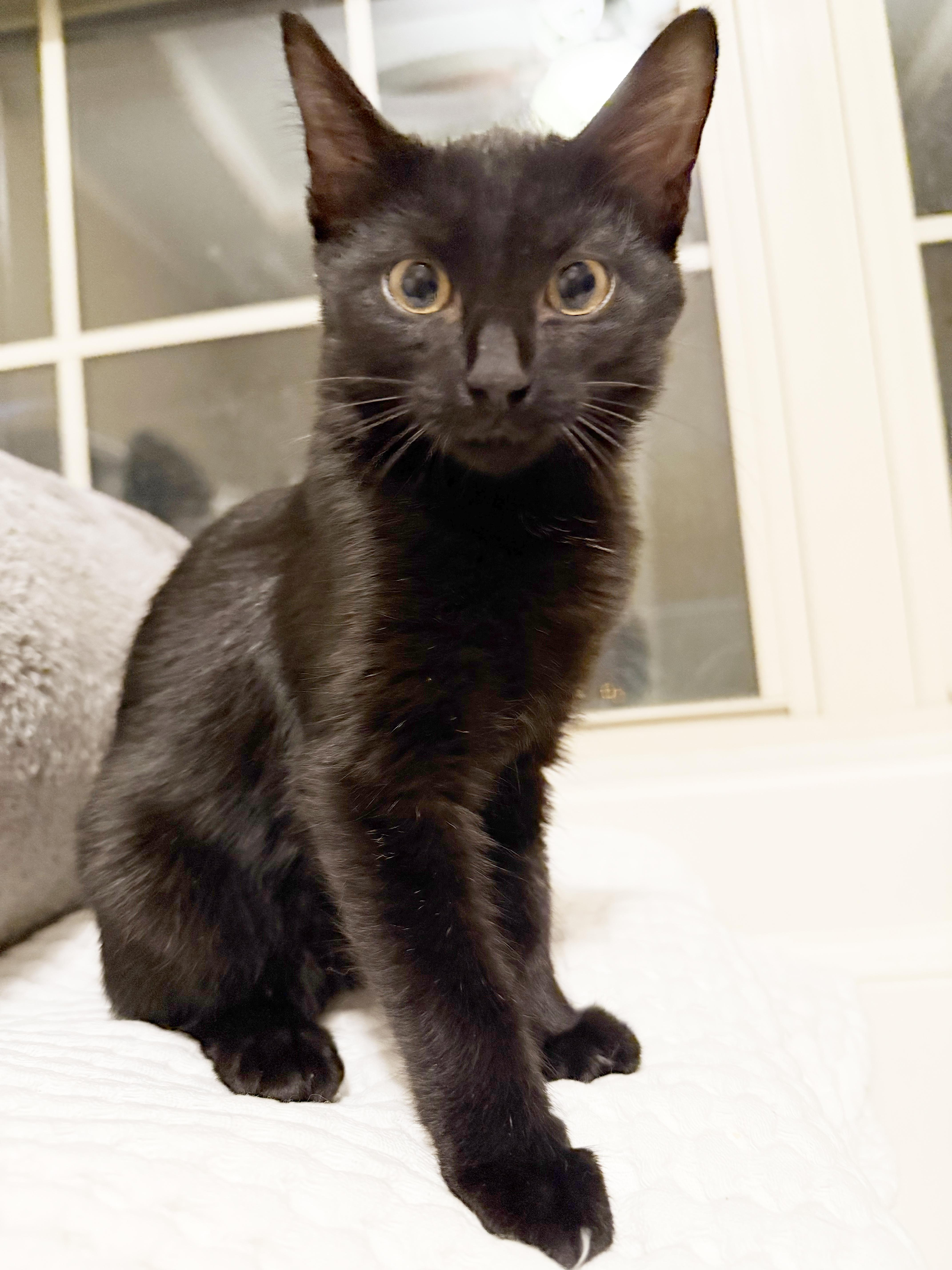 Enlarge Jazz, a Adoptable Domestic Short Hair in Parkville, MO image 2/6
