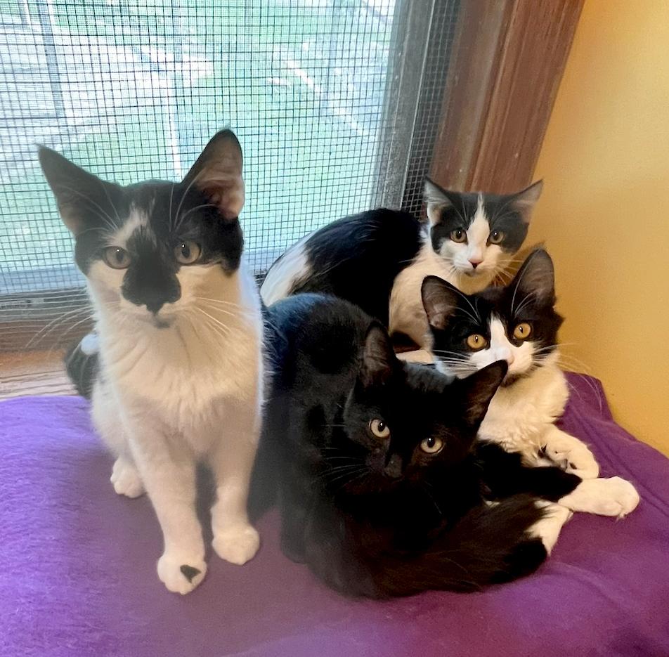Enlarge Jazz, a Adoptable Domestic Short Hair in Parkville, MO image 5/6