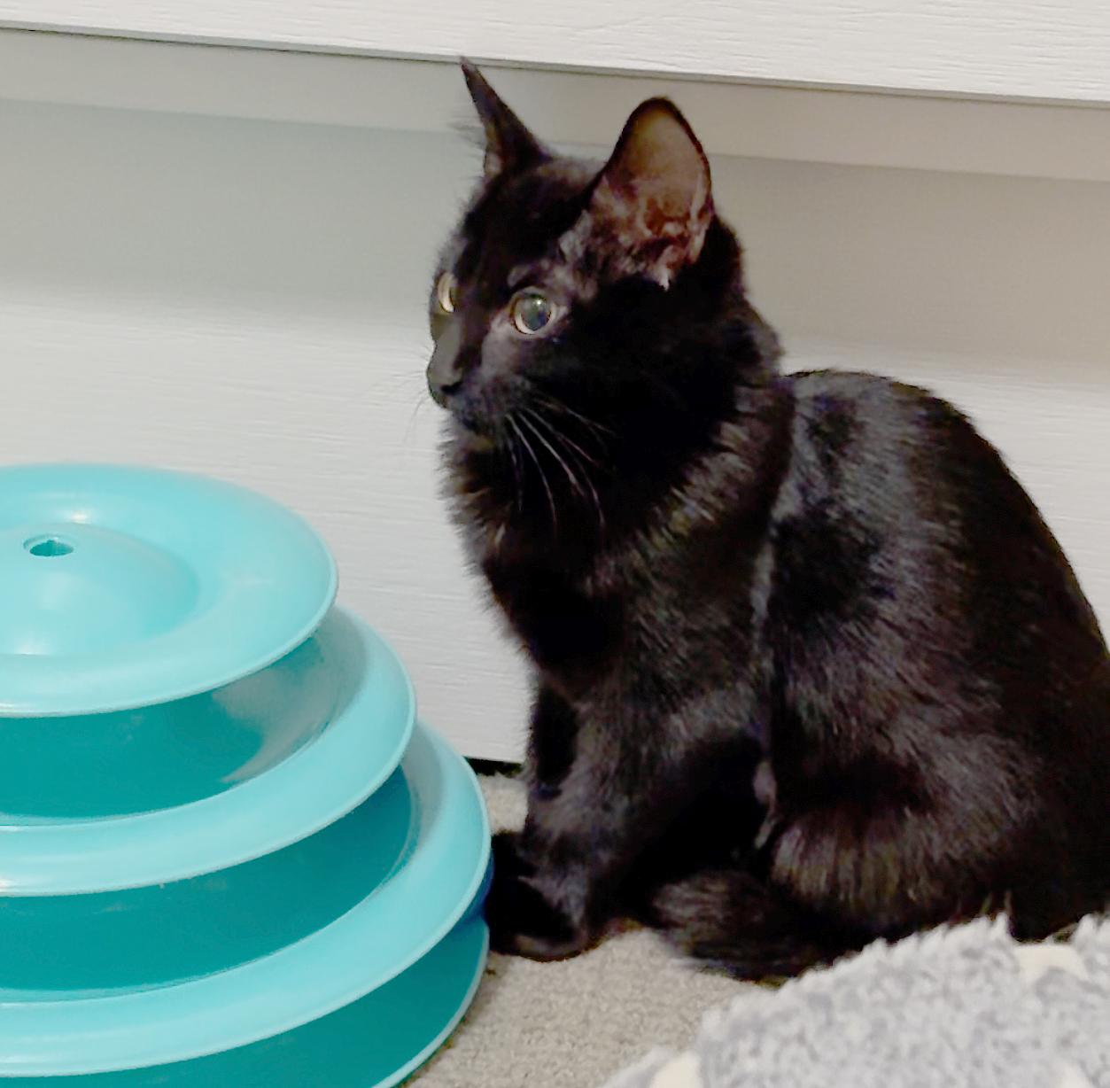 Enlarge Jazz, a Adoptable Domestic Short Hair in Parkville, MO image 6/6