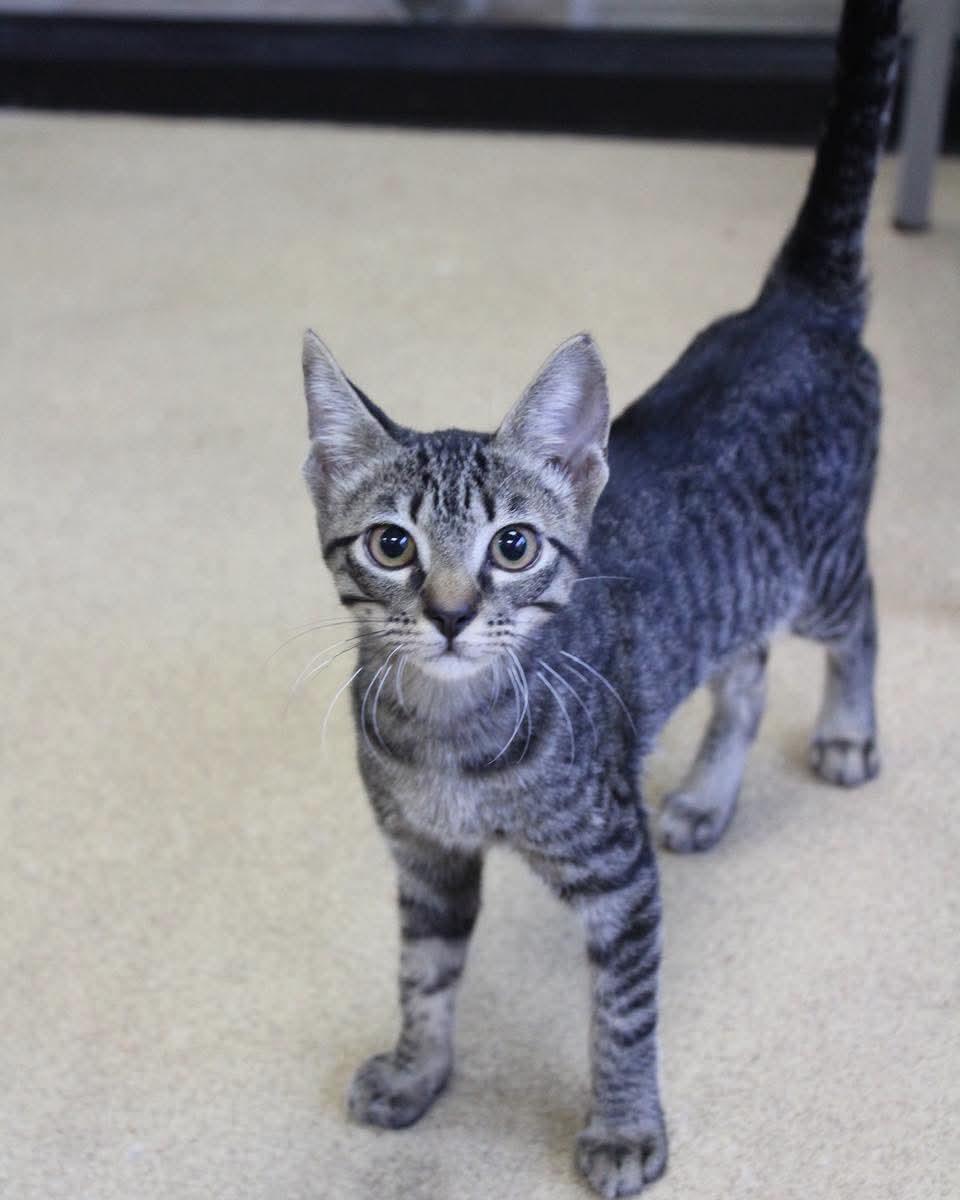 Enlarge Joon, a Adoptable Domestic Short Hair in Lake Dallas, TX image 2/2