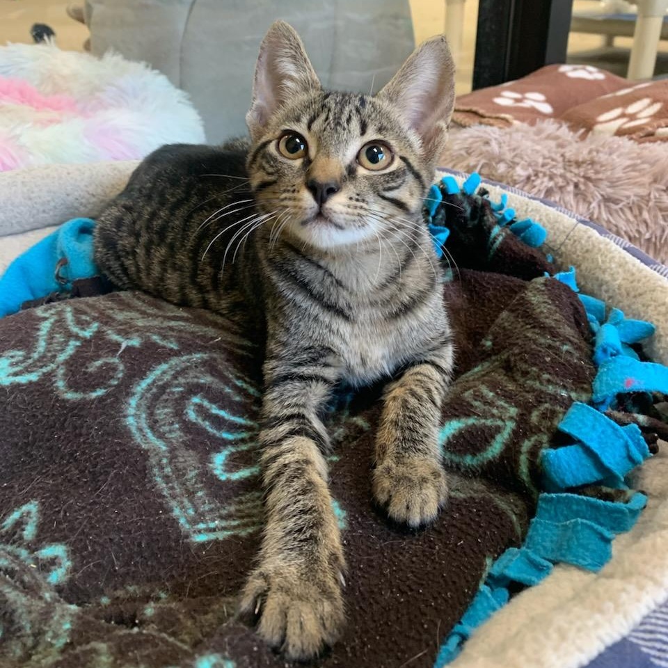 Joon, Adoptable, Young Female Domestic Short Hair.