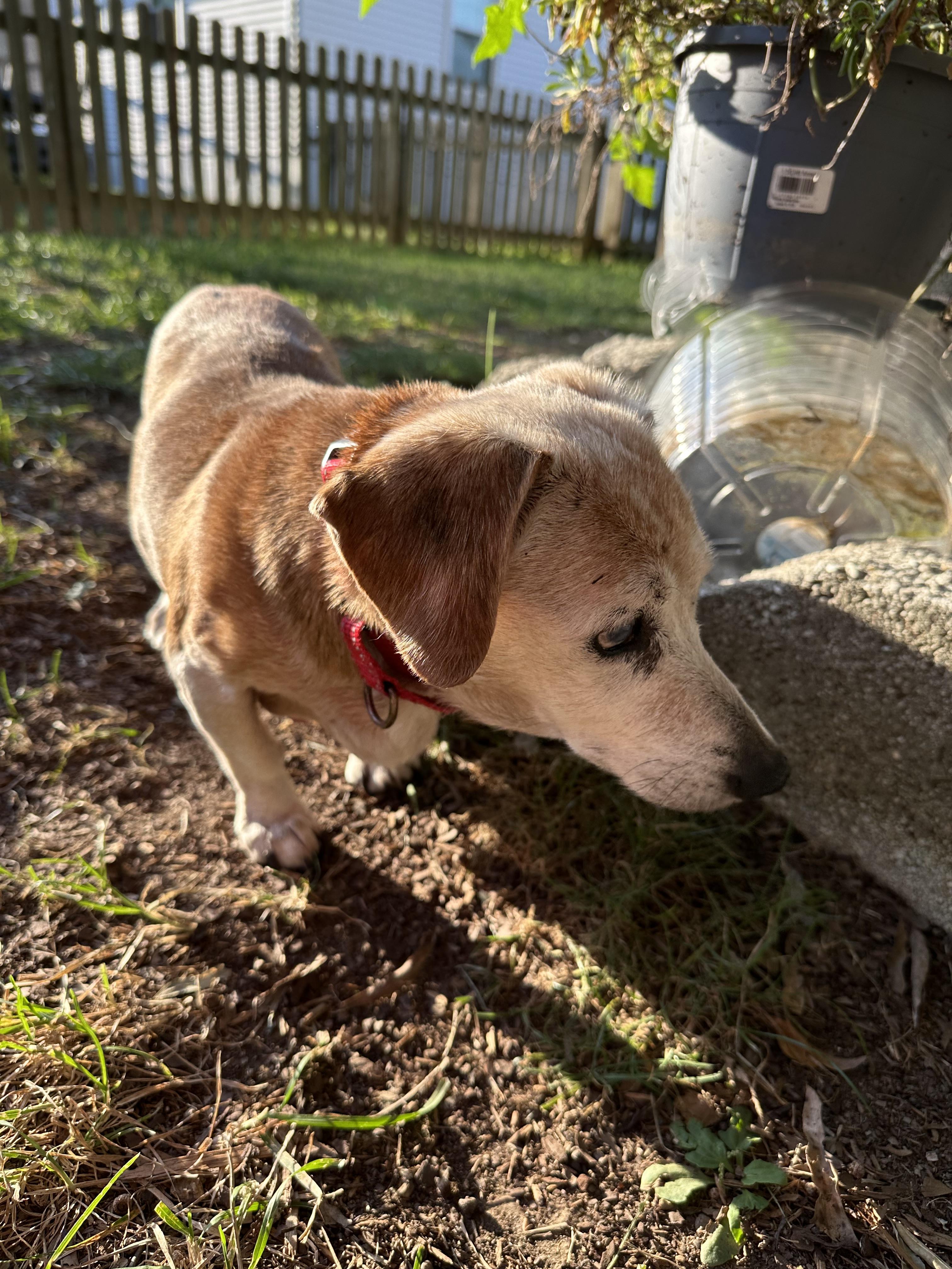Bethany, a Adoptable Dachshund in Smithfield , VA image 2/6