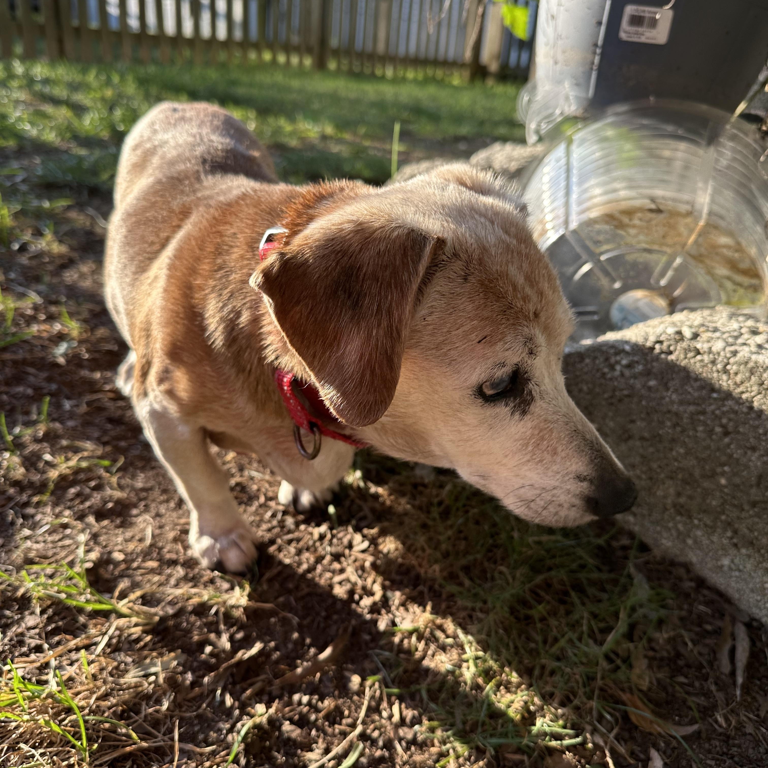 Bethany, a Adoptable Dachshund in Smithfield , VA image 3/6