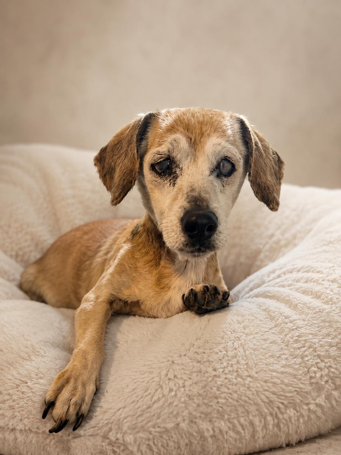 Bethany, a Adoptable Dachshund in Smithfield , VA image 5/6