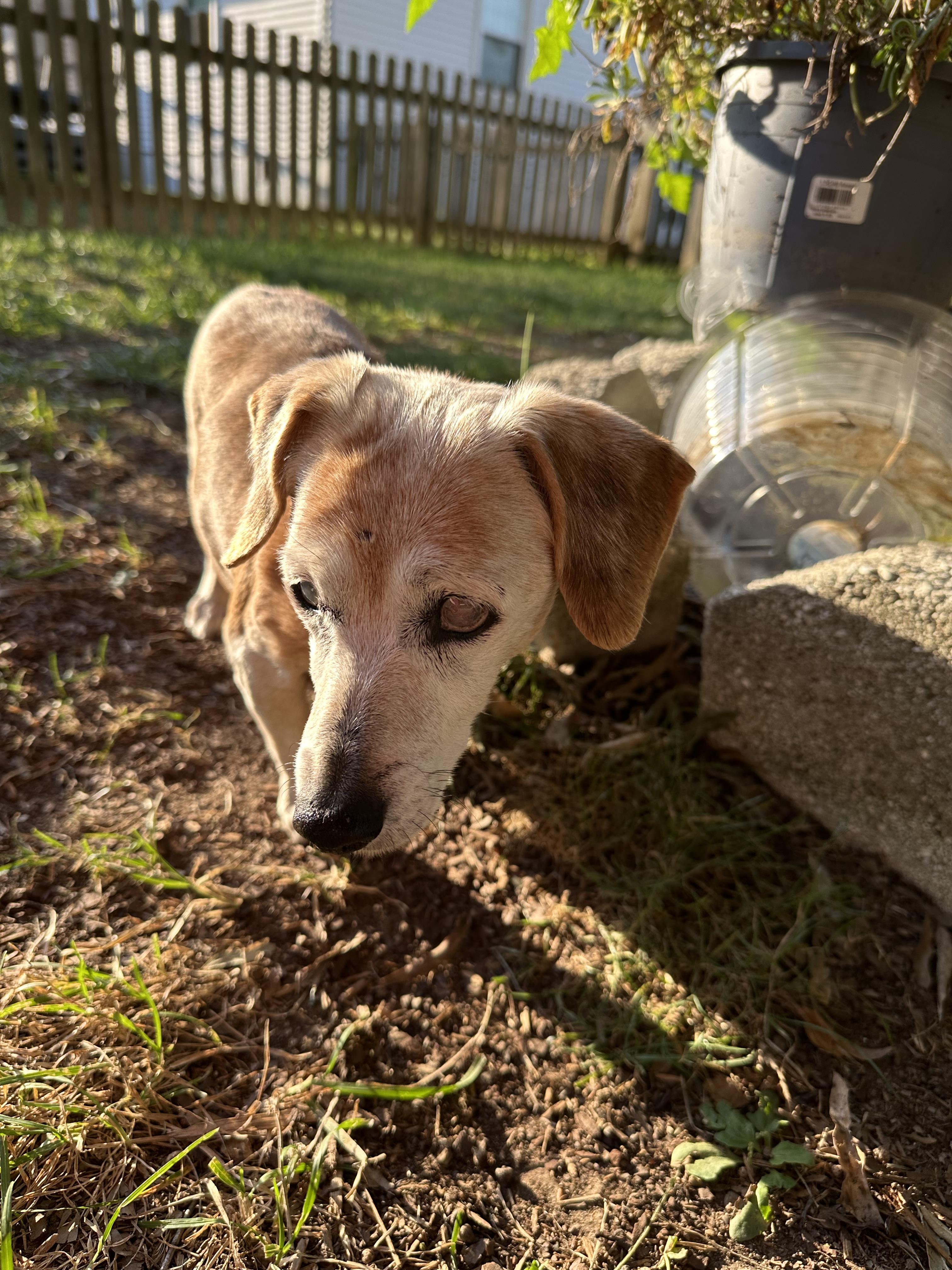 Bethany, a Adoptable Dachshund in Smithfield , VA image 4/6