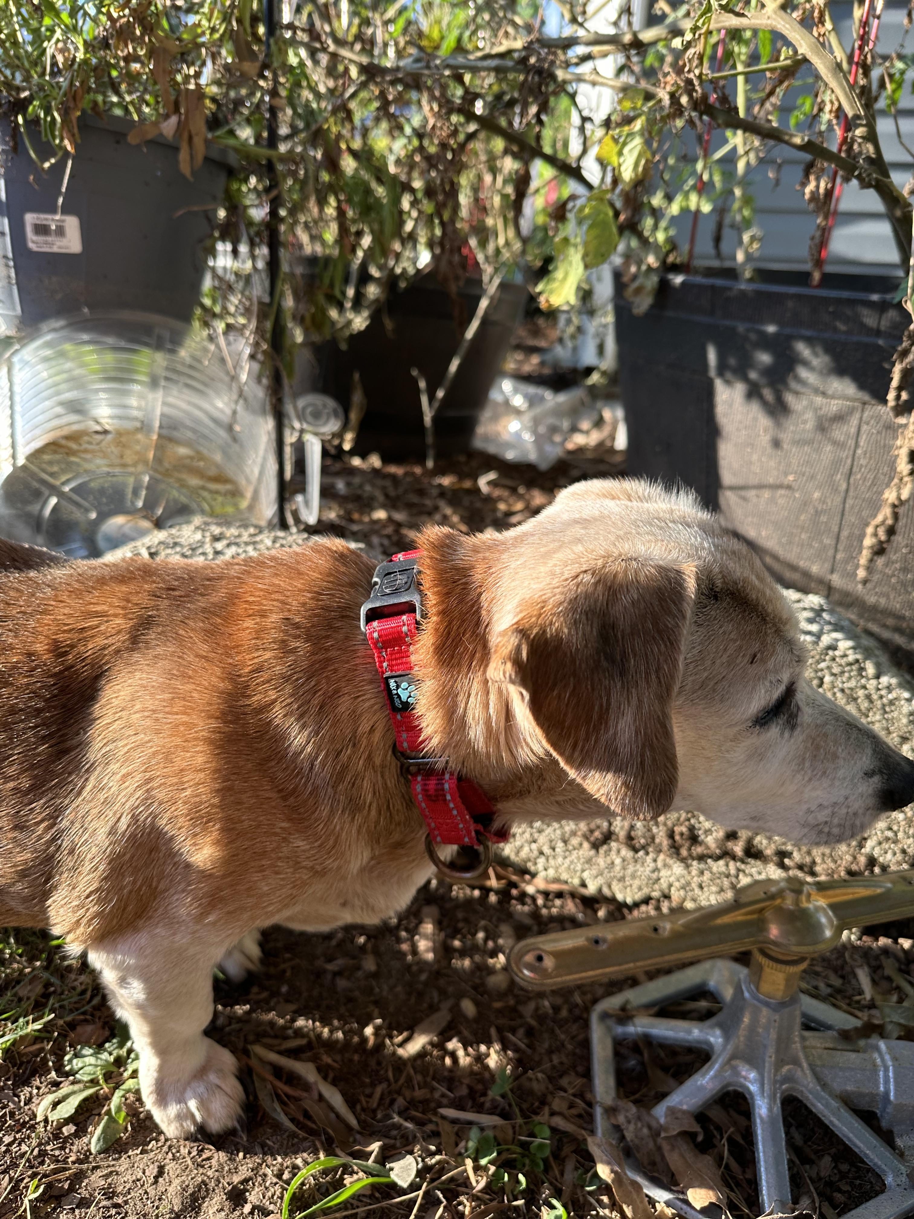 Bethany, a Adoptable Dachshund in Smithfield , VA image 5/6