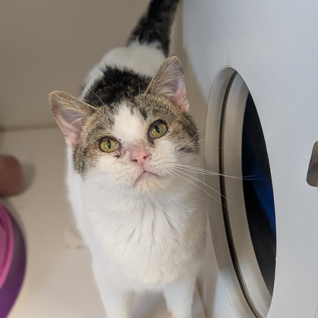 Dublin, Adoptable, Young Male Domestic Short Hair.