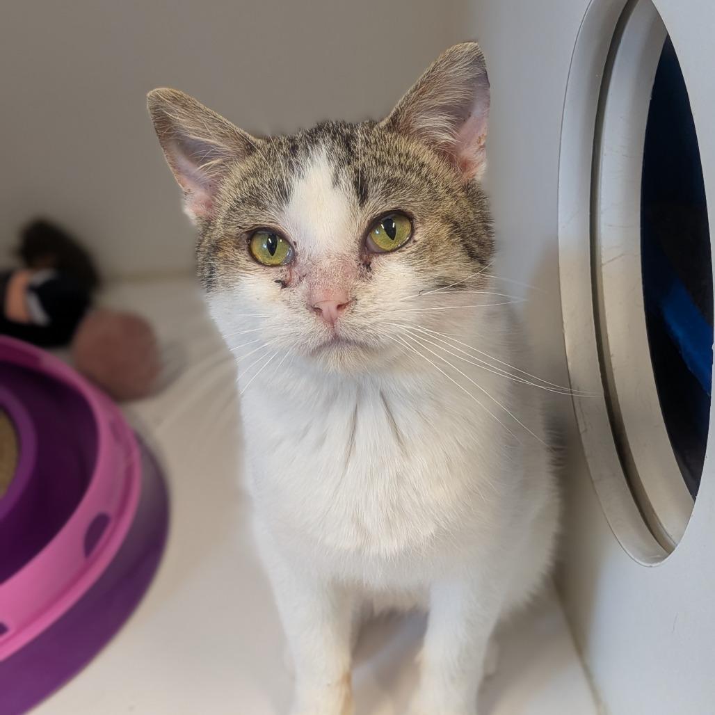 Enlarge Dublin, a Adoptable Domestic Short Hair in Prairie du Chien, WI image 2/3