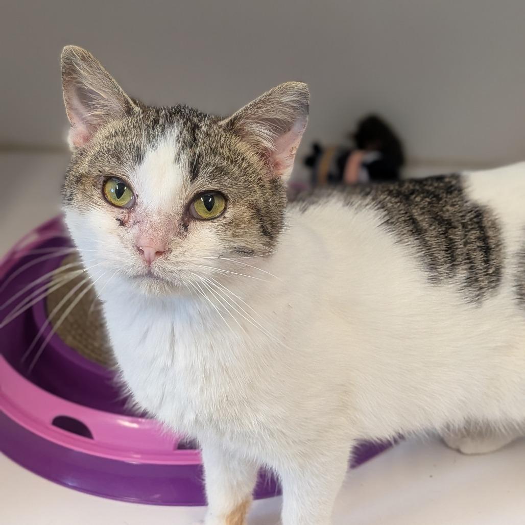 Enlarge Dublin, a Adoptable Domestic Short Hair in Prairie du Chien, WI image 3/3