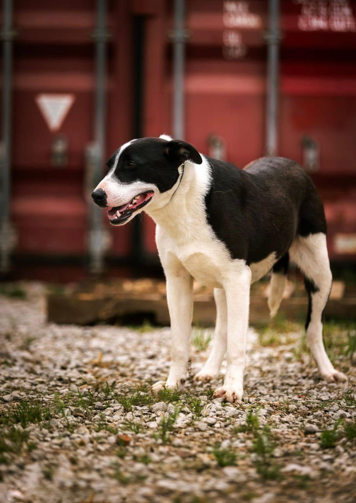 Scoot, a Adoptable mixed breed in Bedminster, NJ image 1/2
