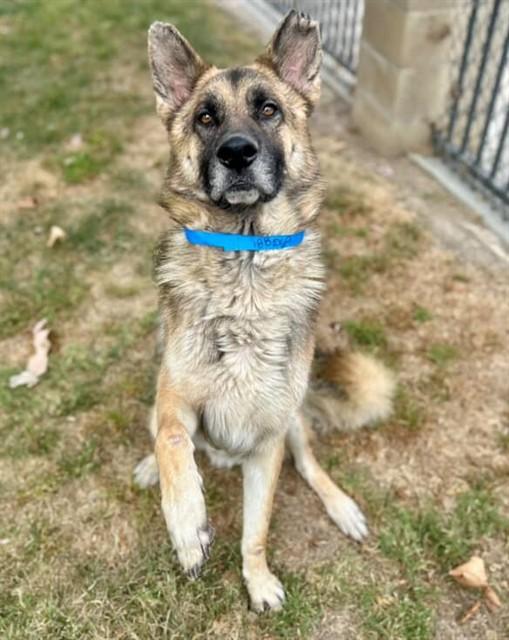 Enlarge DUKE, a Adoptable German Shepherd Dog in Riverside, CA image 1/1
