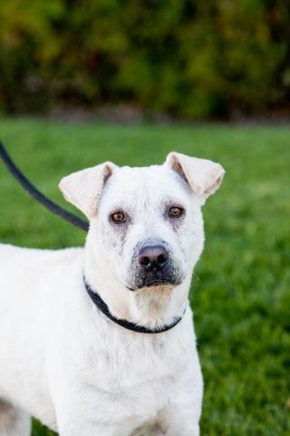 Booth, Adoptable, Adult Male Labrador Retriever & Shar-Pei.
