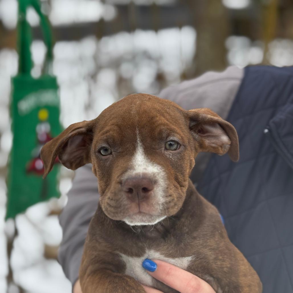 NY Hercules (Foster in Carmel), Adoptable, Puppy Male Boxer & Labrador Retriever.