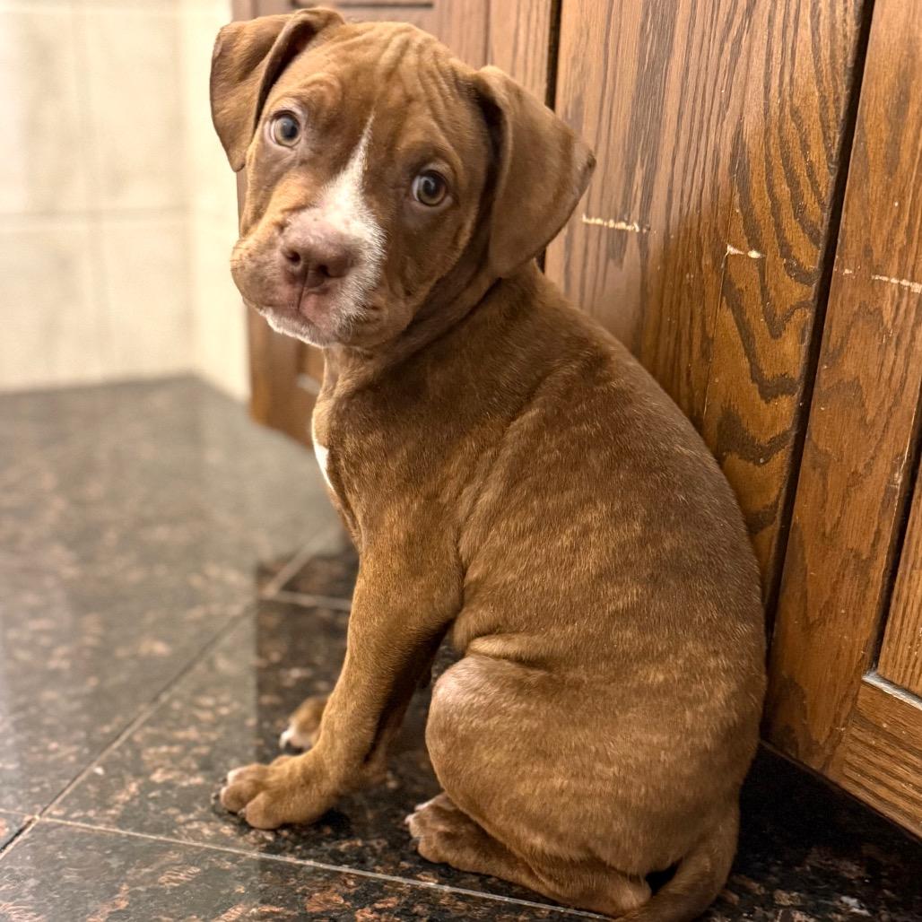 Enlarge NY Hercules Avail Dec 13 (Tractor Supply Patterson), a Adoptable mixed breed in Stormville, NY image 3/3