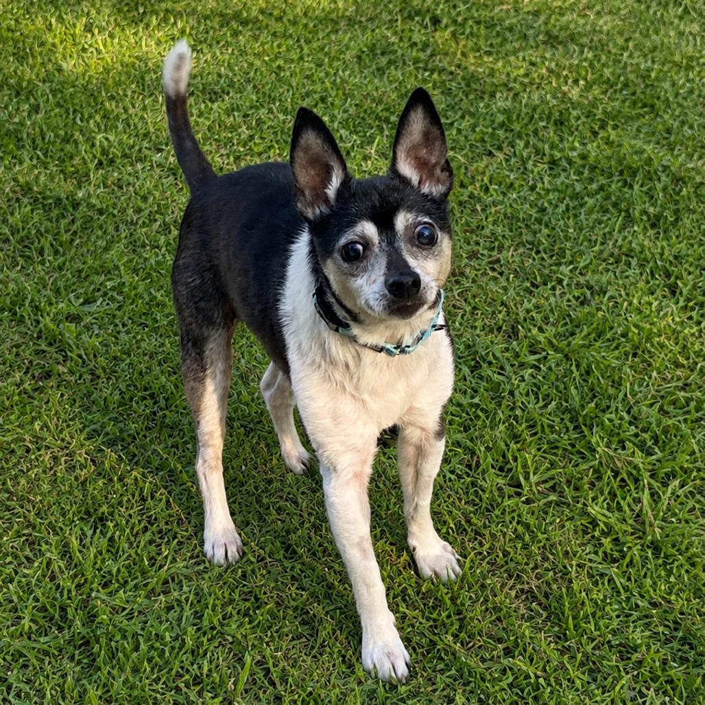 Asher, Adoptable, Senior Male Chihuahua & Mixed Breed.