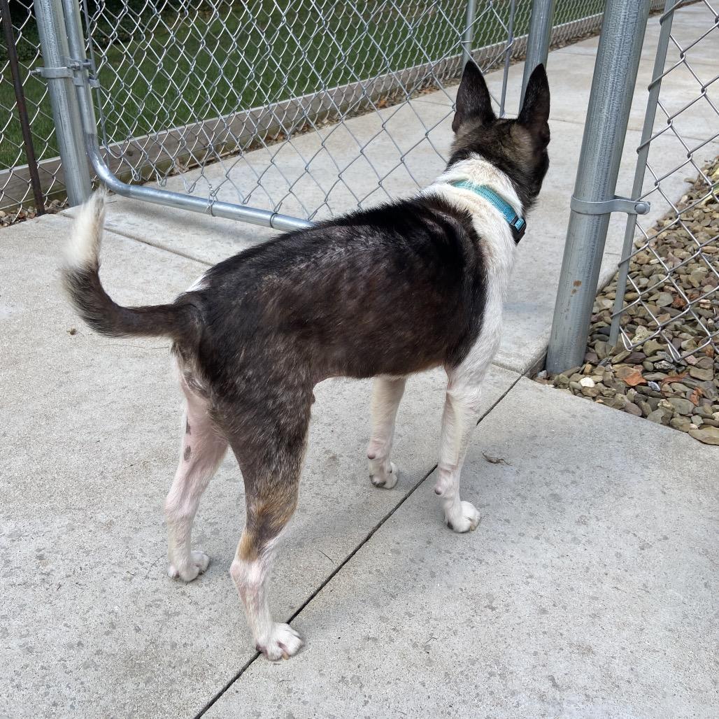 Enlarge Asher, a Adoptable mixed breed in Erie, PA image 2/6