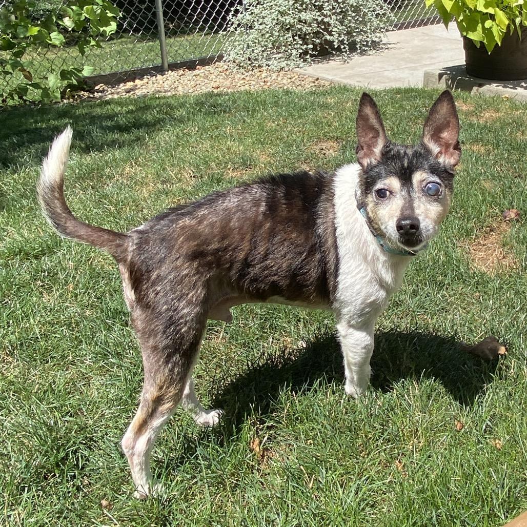 Asher, Adoptable, Senior Male Chihuahua & Mixed Breed.