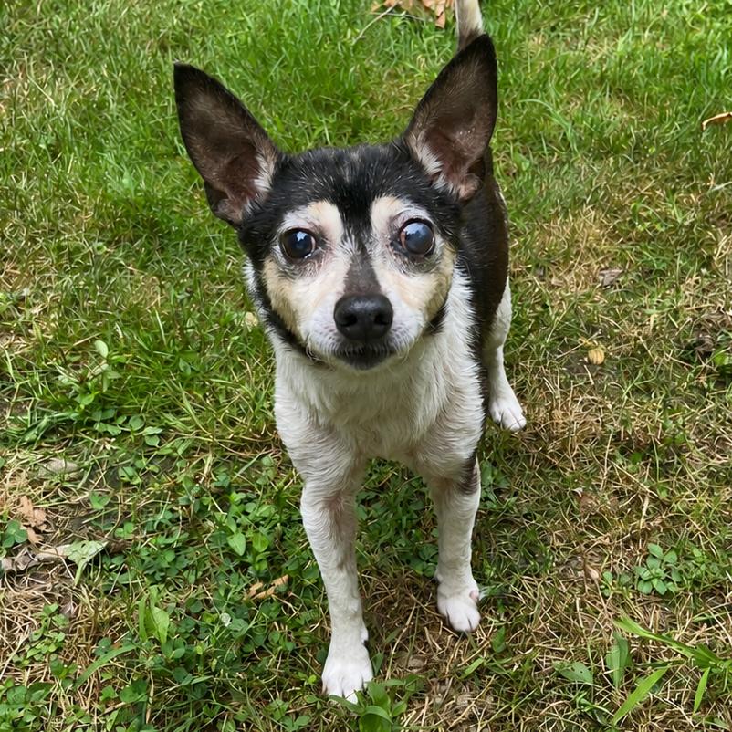 Enlarge Asher, a Adoptable mixed breed in Erie, PA image 2/6
