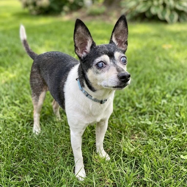 Enlarge Asher, a Adoptable mixed breed in Erie, PA image 4/6