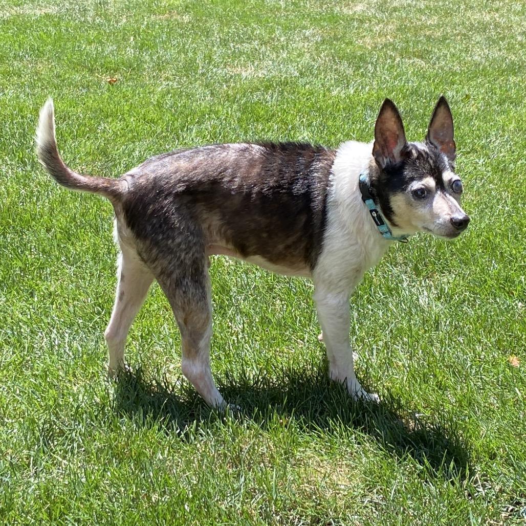 Enlarge Asher, a Adoptable mixed breed in Erie, PA image 5/6