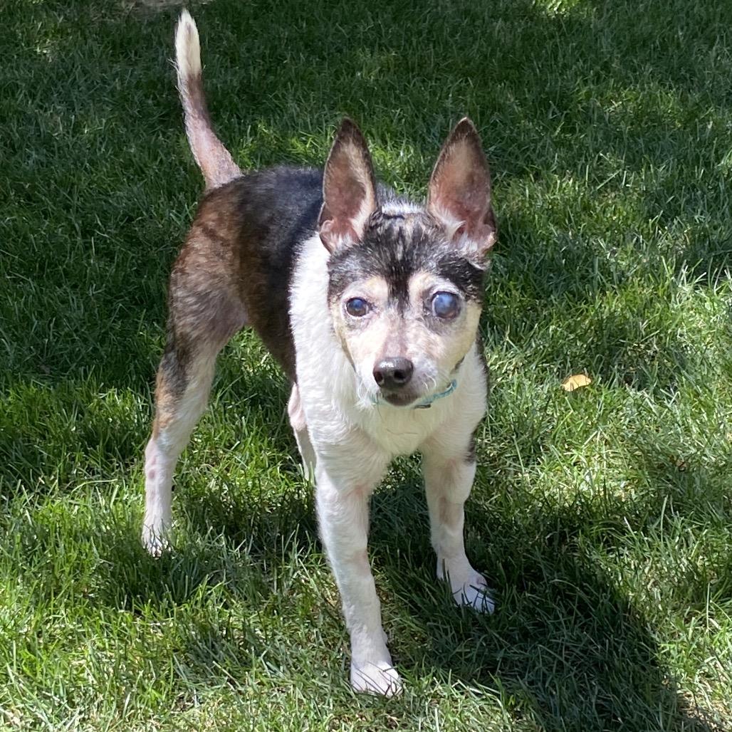 Enlarge Asher, a Adoptable mixed breed in Erie, PA image 6/6