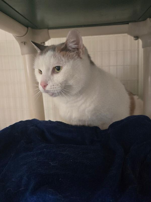 Enlarge Lola, a Adoptable Domestic Short Hair in Cortland, NY image 1/6