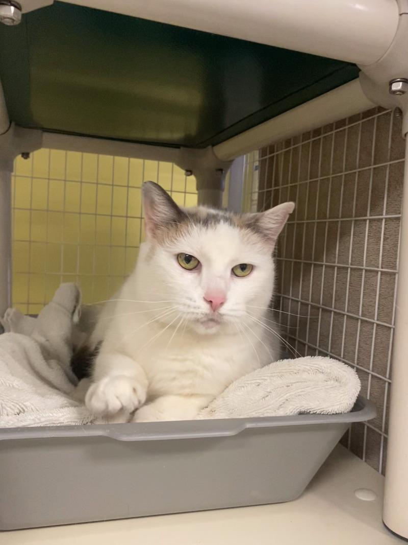Enlarge Lola, a Adoptable Domestic Short Hair in Cortland, NY image 2/6