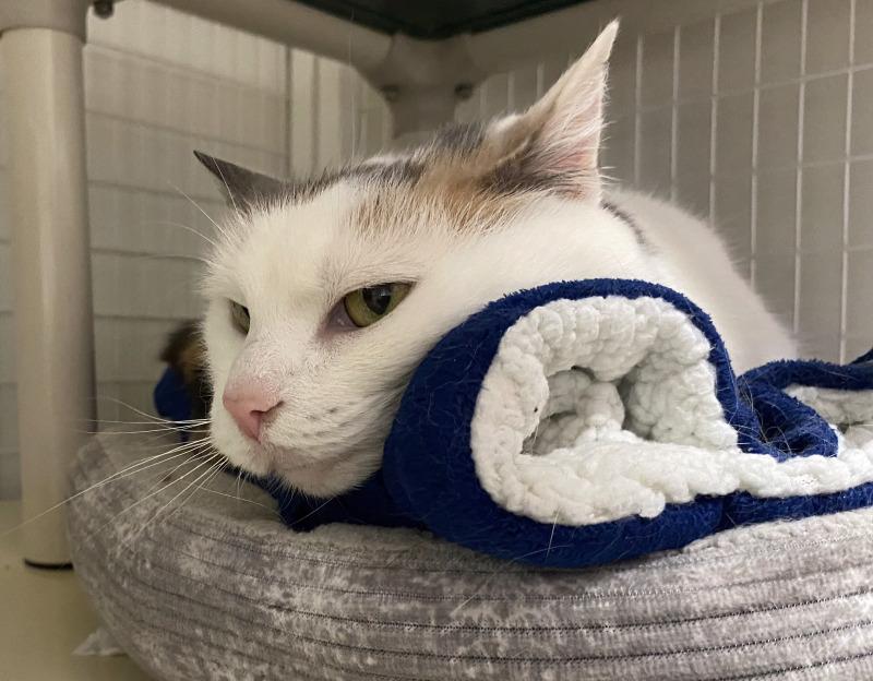 Enlarge Lola, a Adoptable Domestic Short Hair in Cortland, NY image 3/6