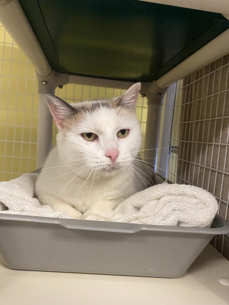 Enlarge Lola, a Adoptable Domestic Short Hair in Cortland, NY image 4/6