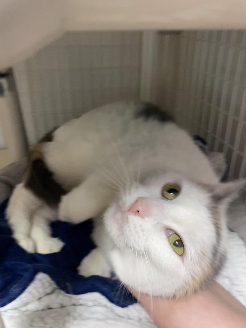 Enlarge Lola, a Adoptable Domestic Short Hair in Cortland, NY image 5/6