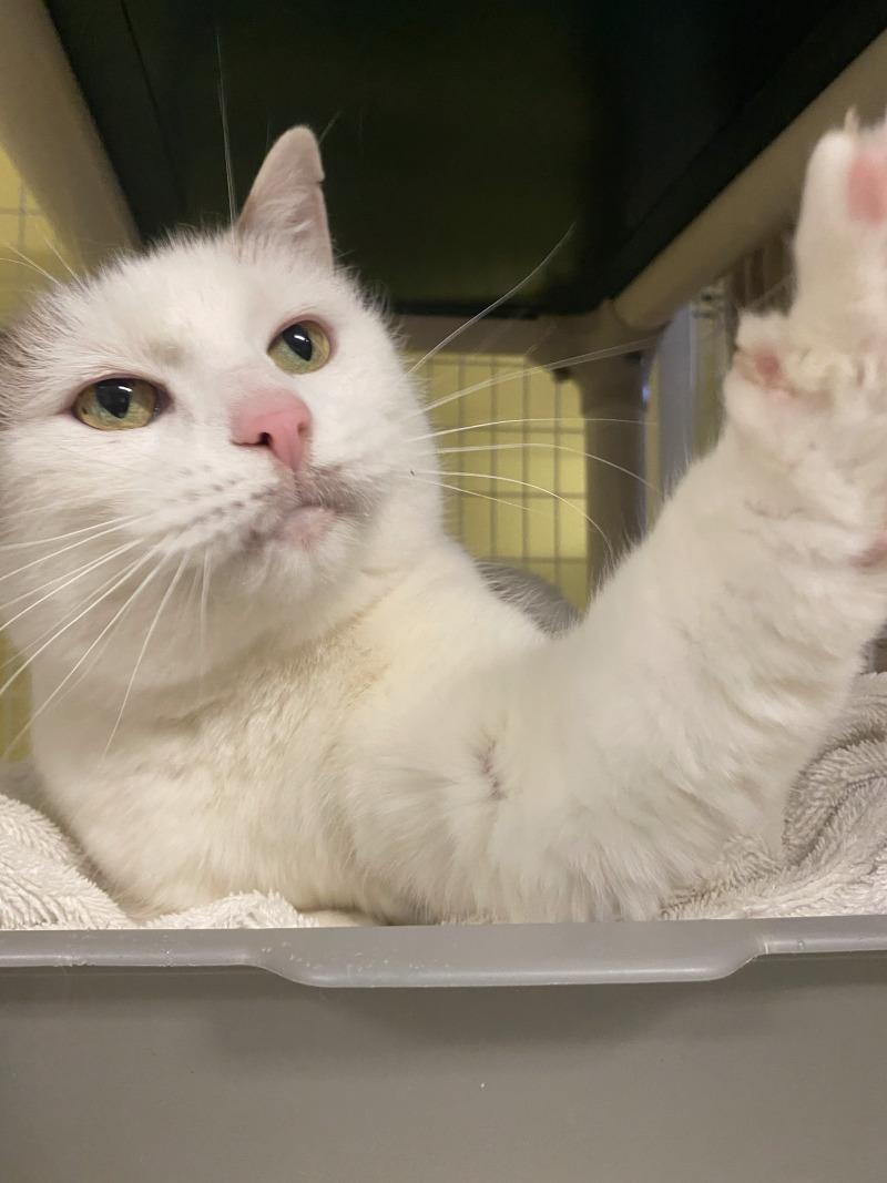Enlarge Lola, a Adoptable Domestic Short Hair in Cortland, NY image 6/6