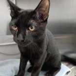 Luke, Adoptable, Kitten Male Domestic Short Hair.