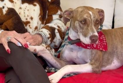 Enlarge Maggie, a Adoptable mixed breed in Tyler, TX image 1/3