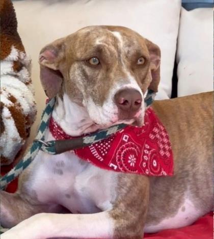 Maggie, a Adoptable mixed breed in Tyler, TX image 2/3