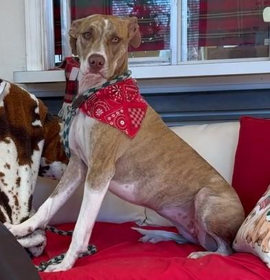 Maggie, a Adoptable mixed breed in Tyler, TX image 3/3