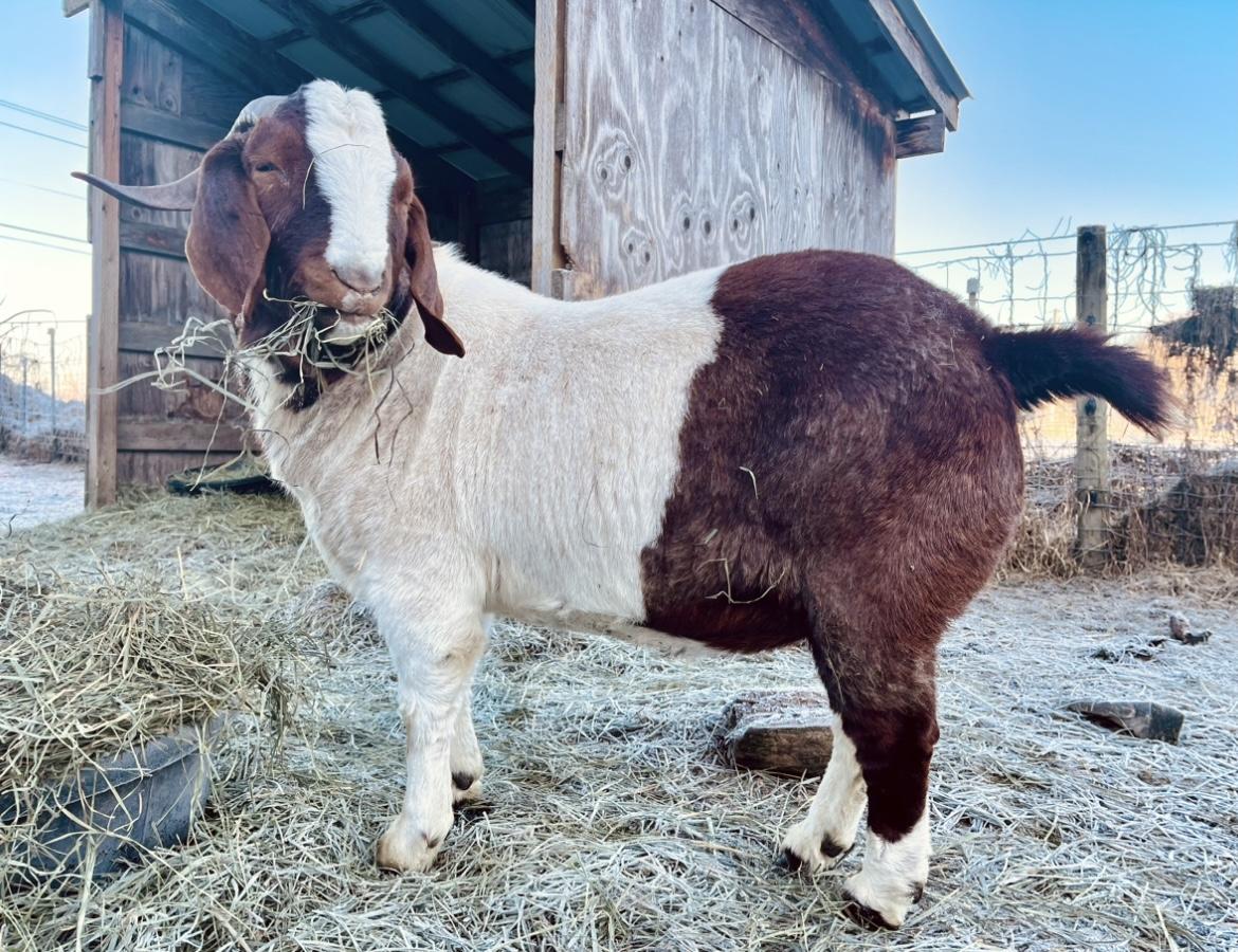 Hank, Adult Male unknown