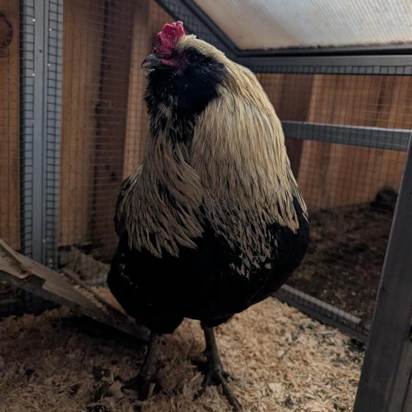 Enlarge Tater Tot, an adopted Chicken in Cooperstown, NY image 2/3