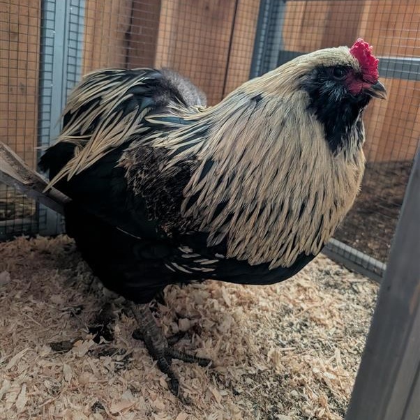 Enlarge Tater Tot, an adopted Chicken in Cooperstown, NY image 3/3