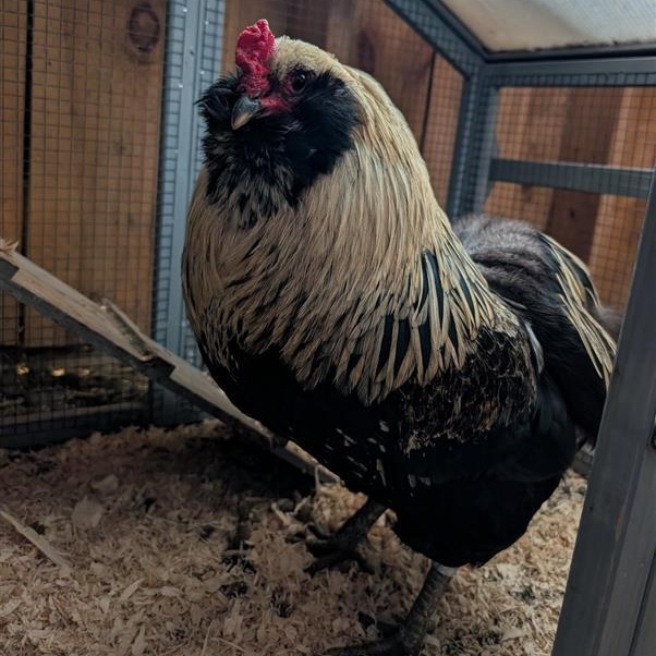 Enlarge Tater Tot, an adopted Chicken in Cooperstown, NY image 1/3