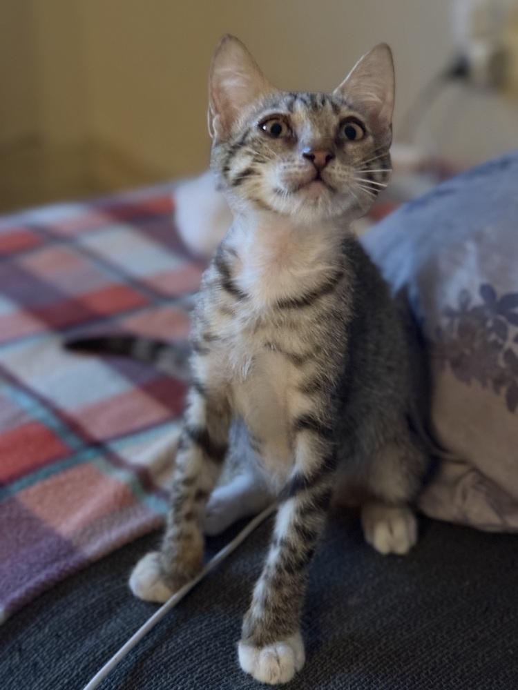 Gordo, Adoptable, Kitten Male Domestic Short Hair & Tabby.