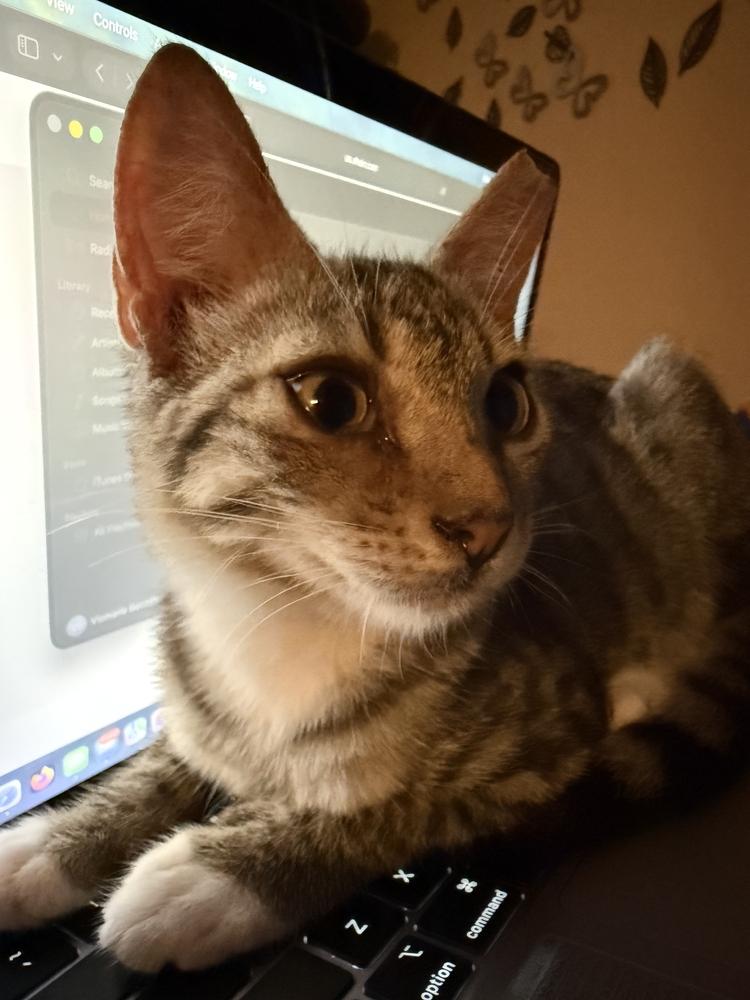 Gordo, a Adoptable mixed breed in Naranjito, PR image 2/3