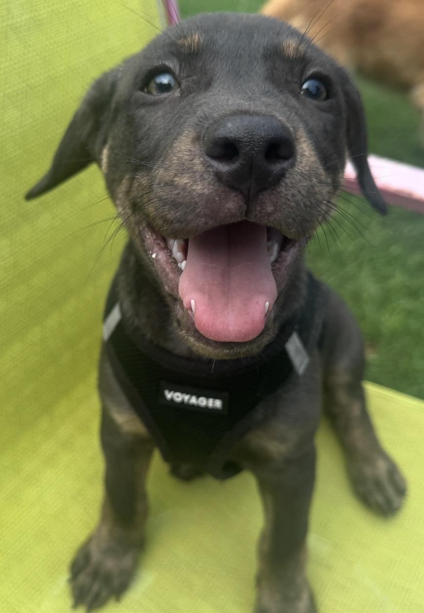 Mr. Big, ADOPTABLE, Young Male Hound.