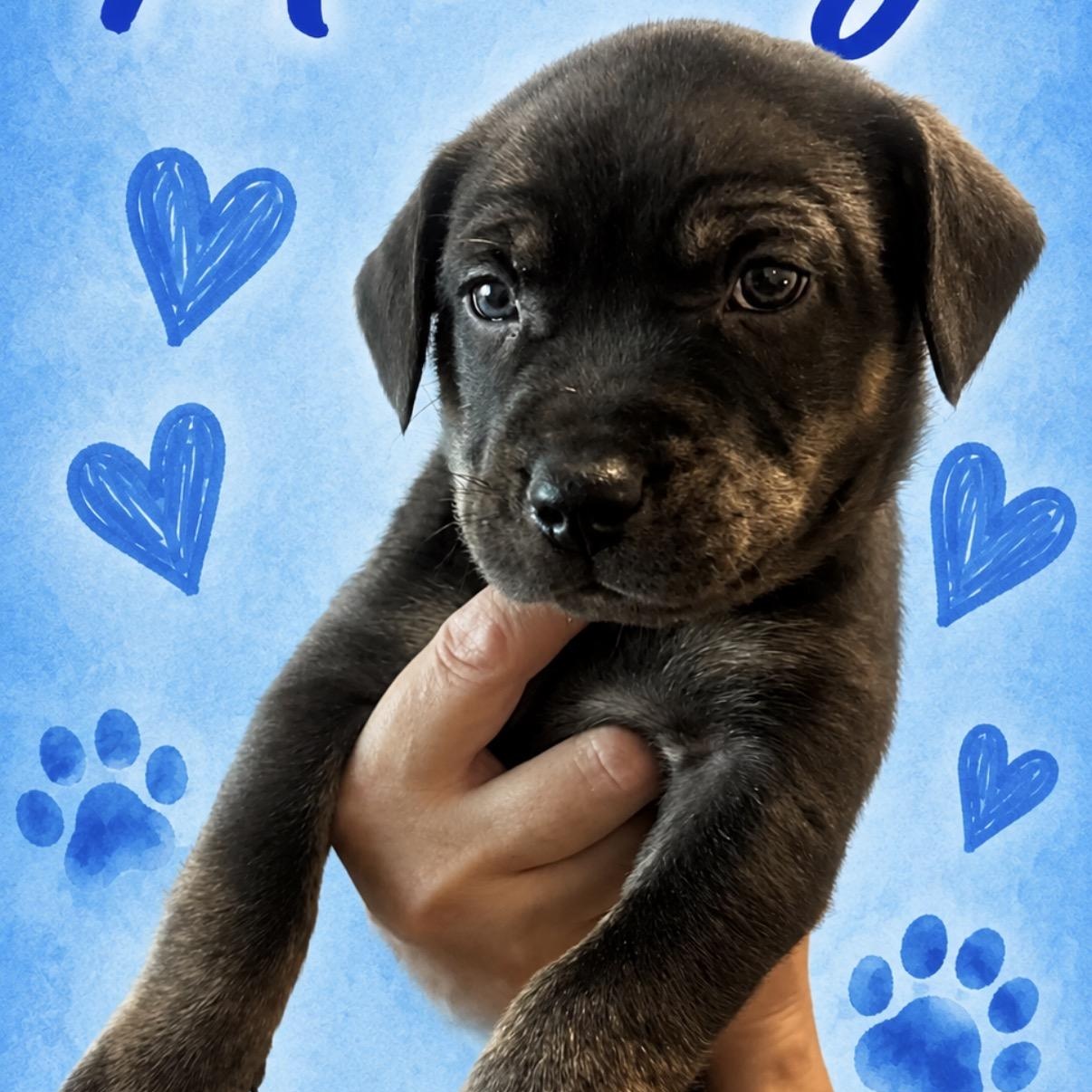 Mr. Big, a ADOPTABLE mixed breed in Calabash, NC image 2/2