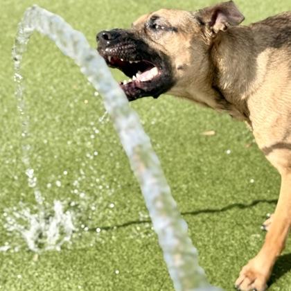 Enlarge Oliver, a Adoptable mixed breed in Largo, FL image 1/3